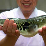 Fugu, ¿el sushi de la muerte?