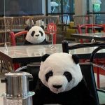 Osos panda de peluche, la divertida idea para que los clientes no se sientan solos en un restaurant