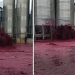 Drama en una bodega: se rompió un tanque y se derramaron 50 mil litros de vino