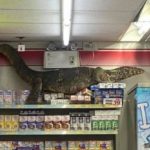 Un lagarto gigante se metió en un supermercado y lo filmaron trepándose a una góndola