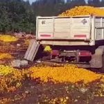 Productores de Entre Ríos tuvieron que tirar 10 mil kilos de mandarina: los motivos