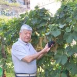 La vinoteca porteña que tiene un viñedo en su patio para enseñar todo el camino de la producción del vino